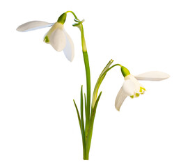 Obraz premium snowdrop flowers isolated on transparent background.