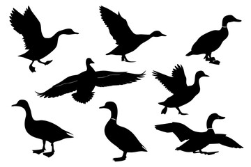 Collection of duck silhouettes in various dynamic poses. Set of wild birds, geese, and waterfowl flying, landing, and standing. Vector illustration.