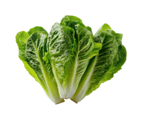 Fresh romaine lettuce harvest farm field food nature isolated on transparent background, png