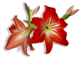 striking red amaryllis flowers on transparent background.