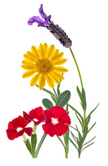 floral arrangement with lavender, golden daisy and red flowers on transparent background