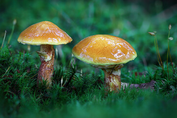 Edible Suillus grevillei mushrooms commonly known as tamarack jack