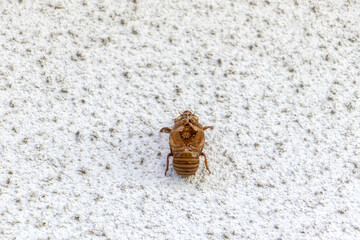 ざらざらした白い壁に残るセミの抜け殻