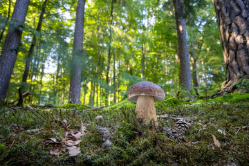 Wide angle shot of beautiful cep mushroom in moss