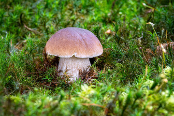Amazing edible mushroom Boletus edulis known as Penny bun