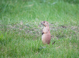 Prairie Dog on look out  in Custer State Park, South Dakota, USA