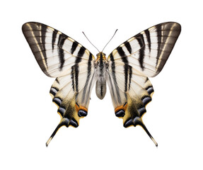 Fototapeta premium Colorful butterfly display nature isolated on transparent background, png