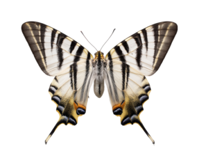 Colorful butterfly display nature isolated on transparent background, png