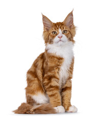 Adorable red with white Maine Coon cat kitten, sitting up side ways. Looking towards camera. Isolated on a white background.