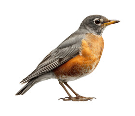 American robin bird in natural habitat outdoors isolated on transparent background, png