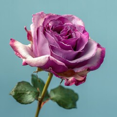 A purple rose with pink edges, delicate petals, and green leaves on the stem, set against a soft blue background. 