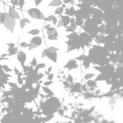 shadow overlay effect. Gray shadow of leaves isolated on white background. 
Plant foliage leaf shadow light effect. Mockup Blurred tree branch shadow. Ideal for summer spring design elements PNG