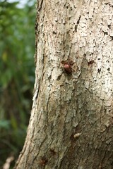 樹木にとまるカナブン
