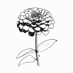 Black and white zinnia flower vector design in elegant minimalistic botanical style
