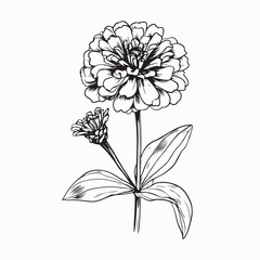 Black and white zinnia flower vector design in elegant minimalistic botanical style
