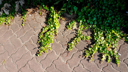 green grass on the road 시멘트 바닥과 식물