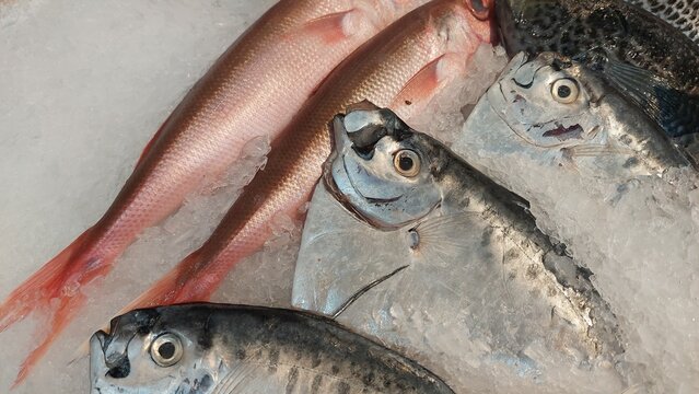 background of fish design for fresh and seafood concept