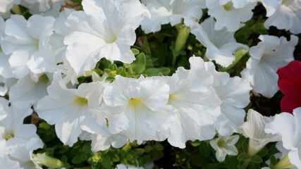 lowers in the garden 정원의 꽃들 