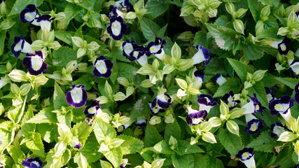 flowers in the garden 정원의 꽃들 