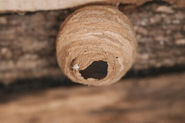 Naklejka premium Close-up of a Sceliphron wasp nest showing detailed clay structure. Ideal for themes of nature