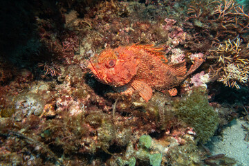 Scorpionfish on the sand on Ningaloo Coral Reef, Western Australia, Australia