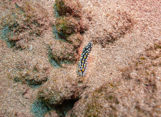 Phyllidia elegans sea slug on Ningaloo Coral Reef, Western Australia, Australia