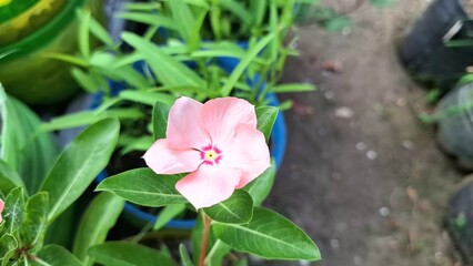 Vibrant pink Periwinkle flower (Catharanthus roseus) with water droplets, a popular tropical flowering plant used in traditional medicine.