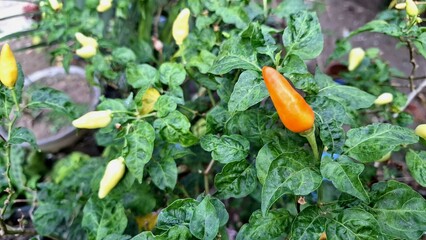 Overgrown chili pepper plants with some withered leaves, visually suggesting potential losses due to unstable market conditions.