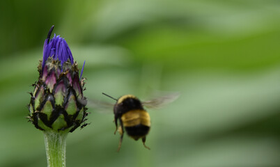 A centaury flower in the garden, Sainre-Apolline, Québec, Canada