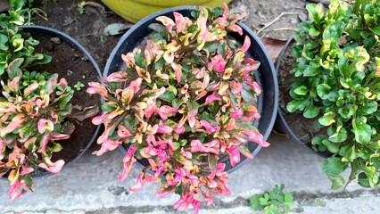 Close-Up of Alternanthera Foliage with Variegated Leaves, Nature Plant Texture for Background or Design Element