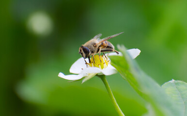Bee sitting on strawberry flower