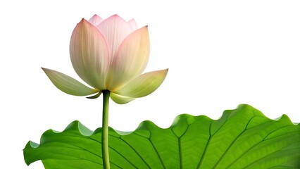 Delicate pink lotus bud and green leaf on white background
