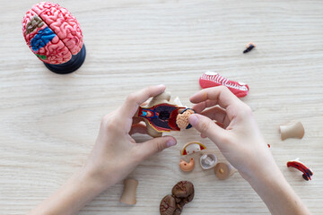Diverse students engaged in online learning, STEM crafts, and anatomy projects at home, exploring creativity and science while preparing for school assignments and developing study habits.
