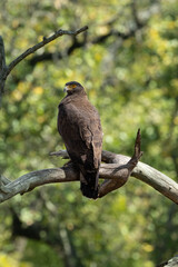 bird of prey
