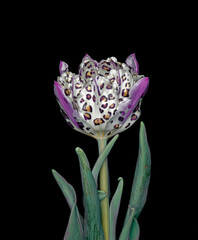 Leopard print tulip on black background
