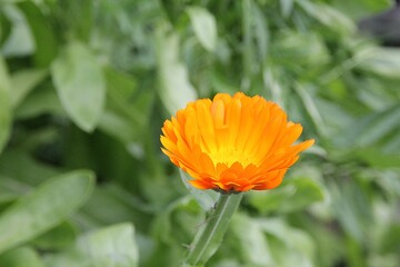 orange marigold, blooming summer flower, orange marigold petals, blooming gardens