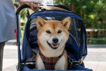 A Shiba Inu dog wearing a plaid outfit is taken for a walk in a stroller. Dogs in Japan.