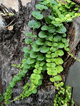 Lysimachia nummularia will decorate any garden