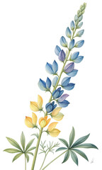 Watercolor lupine flower with multicolor petals and green leaves
