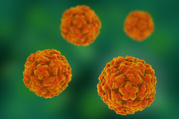 Rhinoviruses, 3D illustration showing viral particles responsible for the common cold, with detailed surface protein structure.