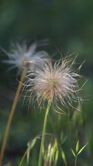 Paprastoji šilagėlė.
Gėlė, kuri yra įtraukta į Lietuvos Raudonąją knygą.
Ji taip atrodo, kai baigiasi jos žydėjimas.
Common schilagėlė.
A flower that is listed in the Lithuanian Red Book.