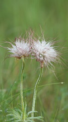 Paprastoji šilagėlė.
Gėlė, kuri yra įtraukta į Lietuvos Raudonąją knygą.
Ji taip atrodo, kai baigiasi jos žydėjimas.
Common schilagėlė.
A flower that is listed in the Lithuanian Red Book.