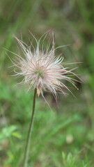 Paprastoji šilagėlė.
Gėlė, kuri yra įtraukta į Lietuvos Raudonąją knygą.
Ji taip atrodo, kai baigiasi jos žydėjimas.
Common schilagėlė.
A flower that is listed in the Lithuanian Red Book.