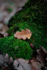 green moss with leaf on the tree stump