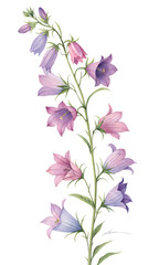 Watercolor illustration of pink and purple bellflowers
