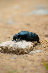 Meloe Violaceus on the ground,  macro look