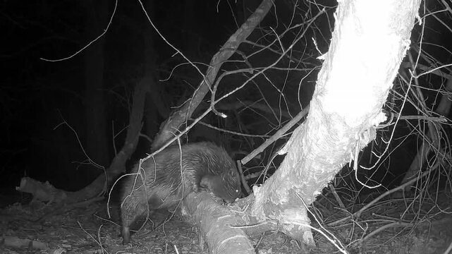 Wilde Biber nagen an Weiden f&uuml;r Futter und Biberdamm, Nachtaufnahme