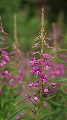 Kolorowe kwiaty które można spotkać na szlakach górskich