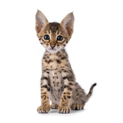 Adorable Savannah cat kitten, sitting up facing front. Looking straight to camera with expressive face. Isolated on a white background.