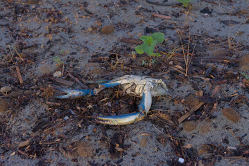 A detailed, horizontal, medium-shot photograph of a blue crab's broken, empty shell lying on a sandy shore with scattered twigs and debris, creating a somber mood.